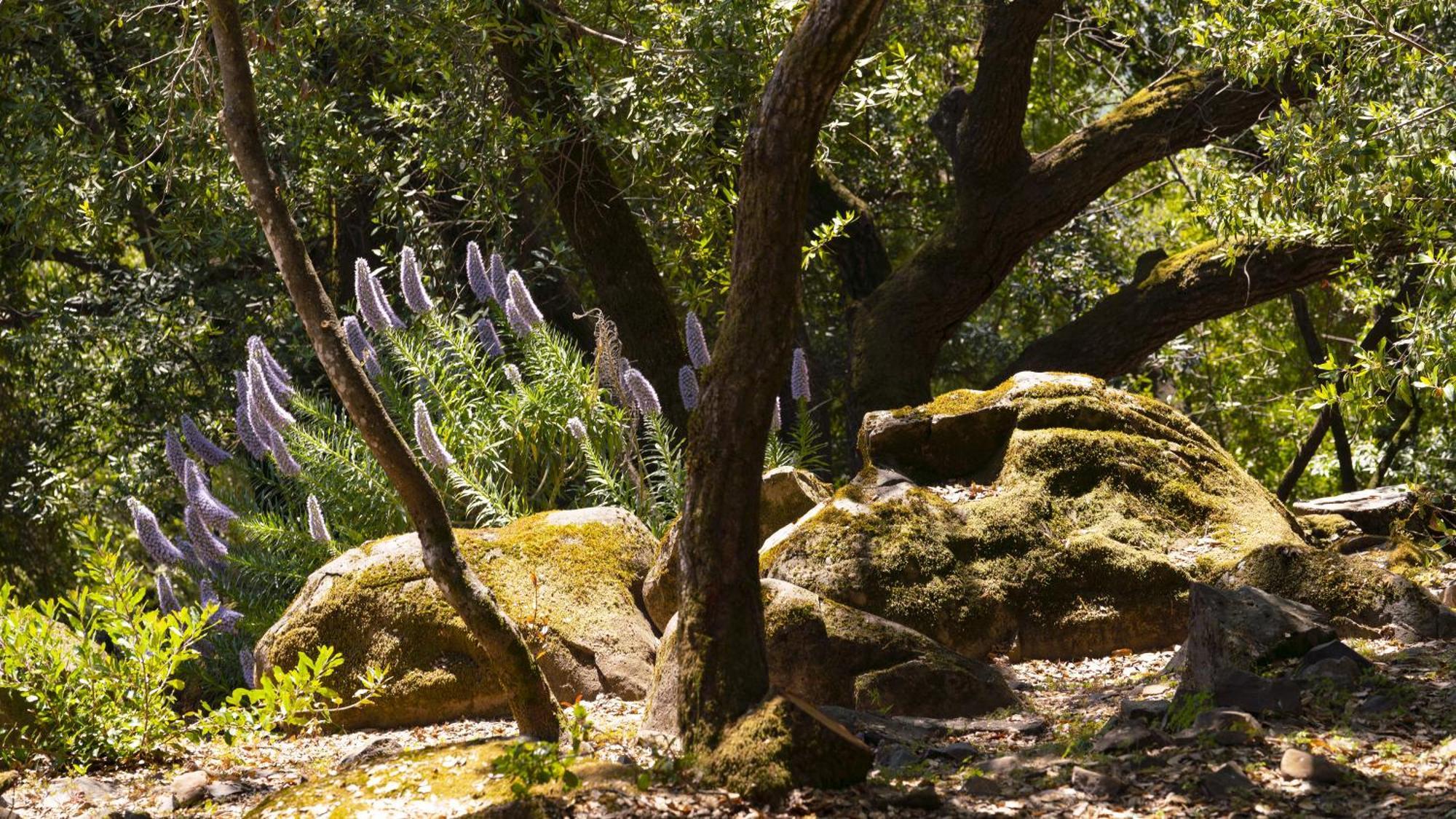 Inn Wine Country - Summers House Sonoma Exterior photo